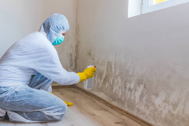 Licensed Mold Cleanup service in Clayton, NC - WQB Mold Removal